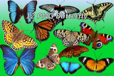 12 бабочек на прозрачном слое